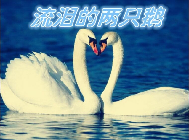 流泪的两只鹅简谱_流泪的两只鹅简谱