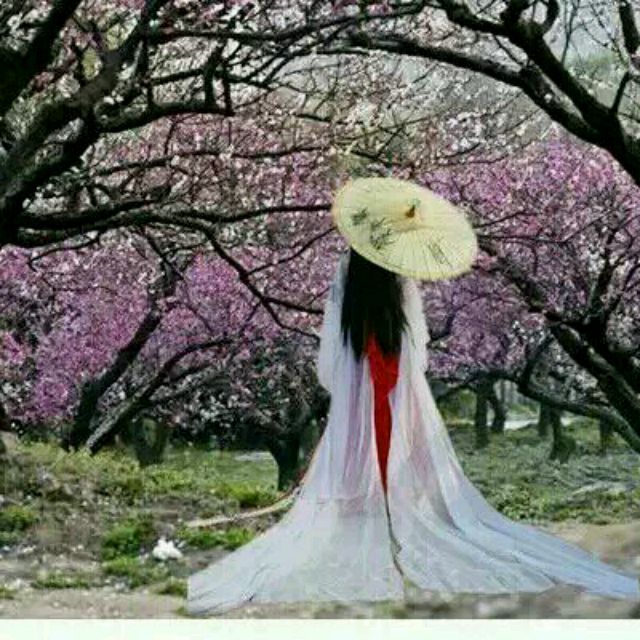花贱泪曲谱