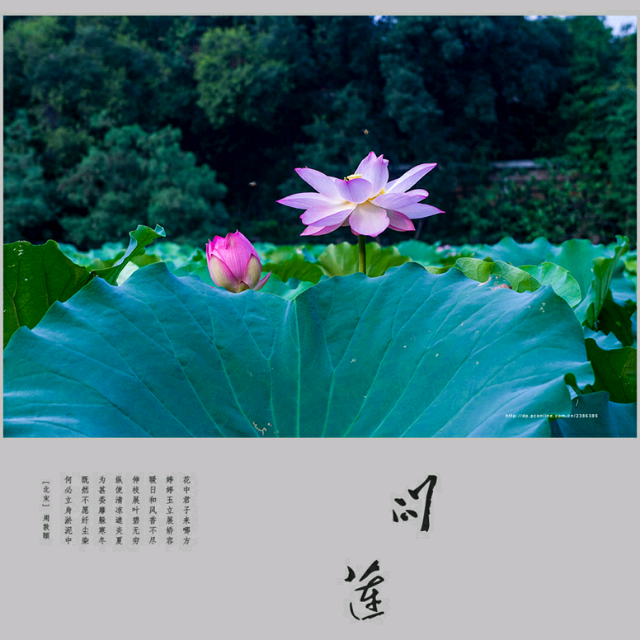 花贱泪曲谱